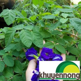 Gói 20 hạt giống hoa đậu biếc