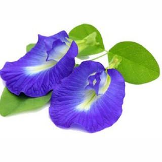 Hạt Giống Hoa Đậu Biếc