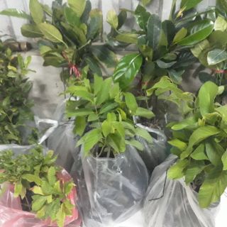 Mảng cau na thái