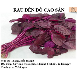 Hạt giống Rau dền đỏ cao sản LUCKY SEEDS nấu ăn giải nhiệt mùa hè