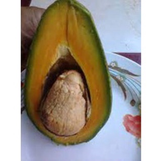 Cây giống bơ ruột đỏ ghép siêu sớm