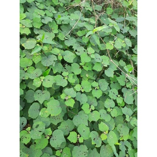 Cây ké hoa đào khô. 500g