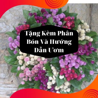 Combo 2 Gói Hạt Giống Hoa Cúc Bách Nhật