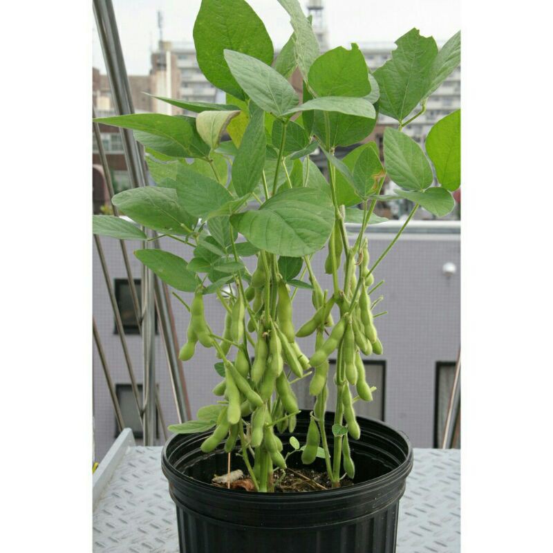 HẠT GIỐNG ĐẬU NÀNH 10GR