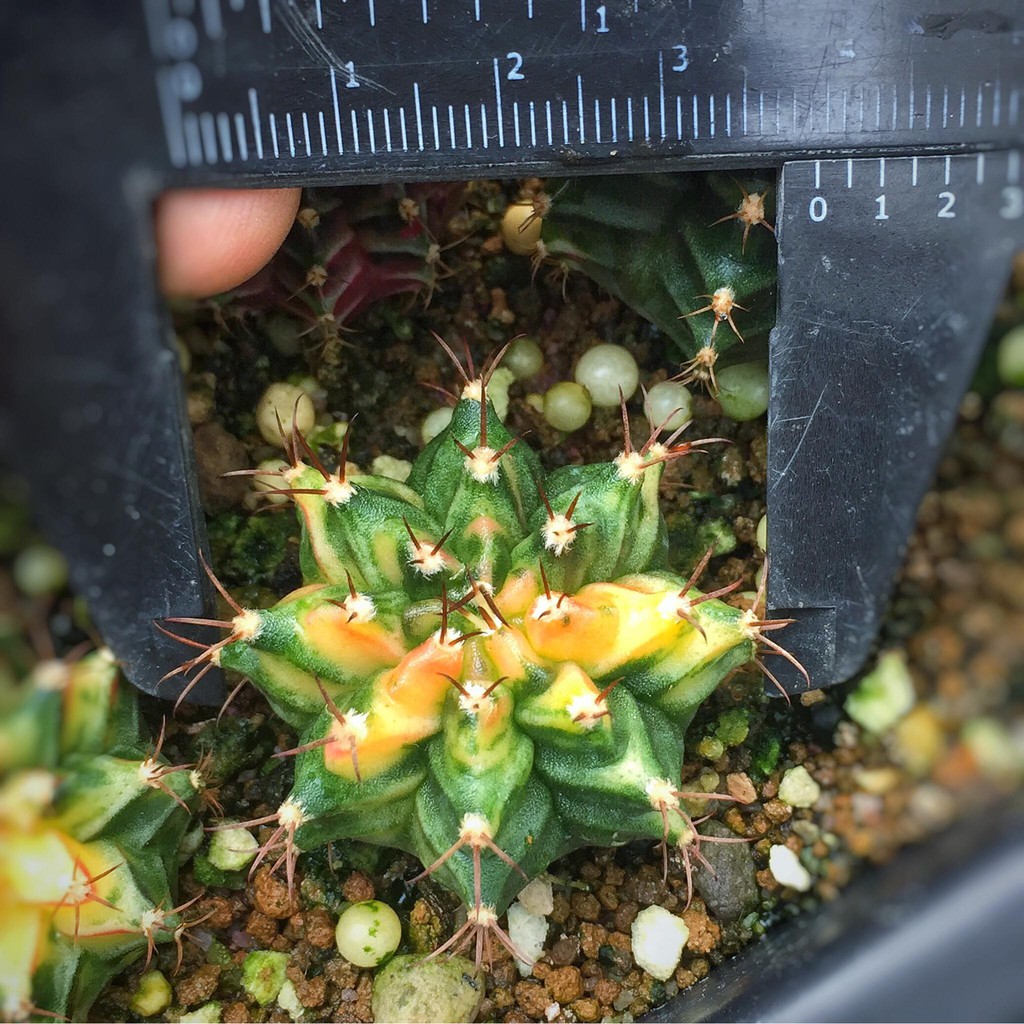 Bán Cây xương rồng lem (gymnocalycium mihanovichii variegata)