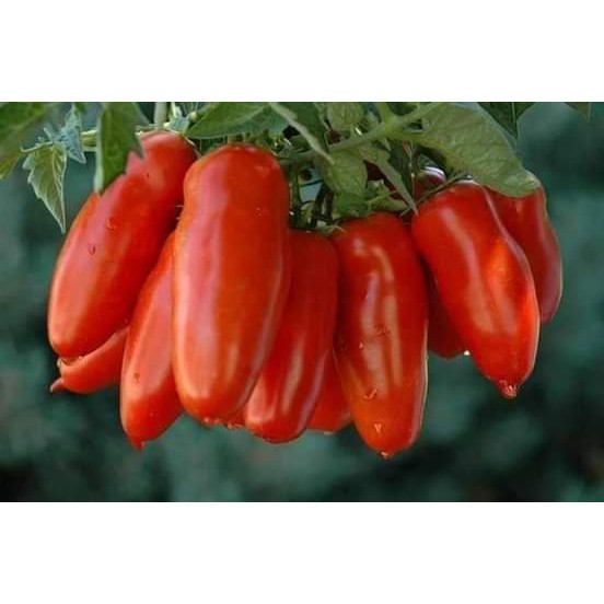 Cà chua Marzan đỏ MỸ ( còn gọi là cà chua chuối )