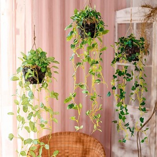 Dây lá thường xuân giả 50cm treo trang trí nhà cửa