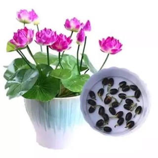 combo 10 hạt sen mini nhật mixx đủ màu. giá 5k