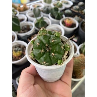 XƯƠNG RỒNG DAMSI CỔ