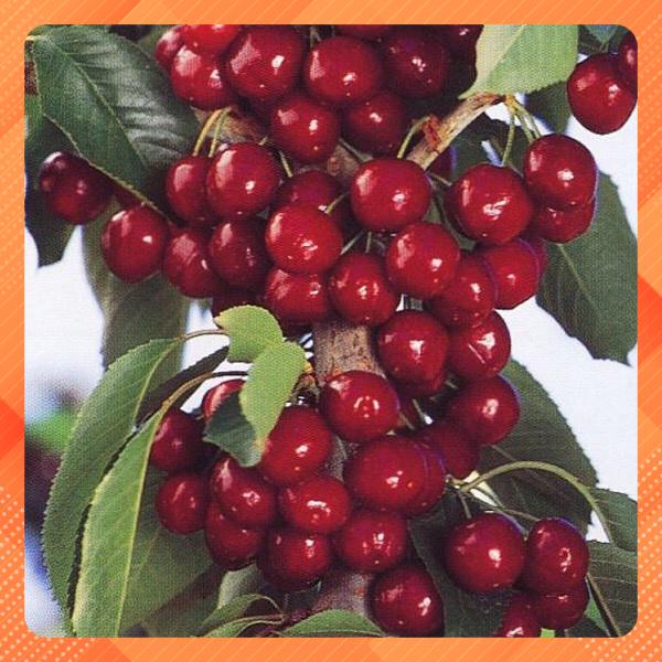 Cây cherry anh đào cao 1m có quả sau 6 tháng (Ảnh thật).