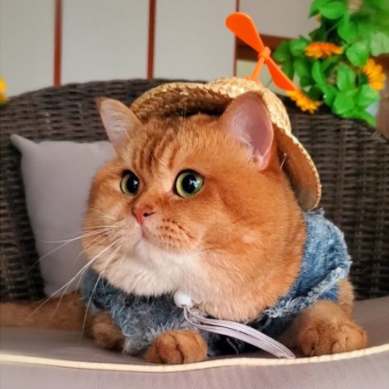 Nón thú cưng ngộ nghĩnh - UniLabel pet