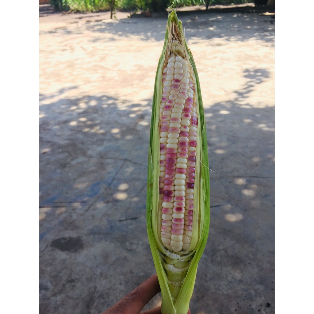 Hạt giống bắp nếp lai F1 Nếp Thái Hồng_50gr