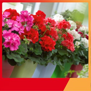 Hạt Giống Hoa Phong Lữ Thảo
