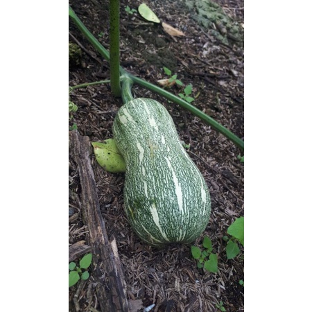 10 HẠT GIỐNG BÍ HẠT ĐẬU