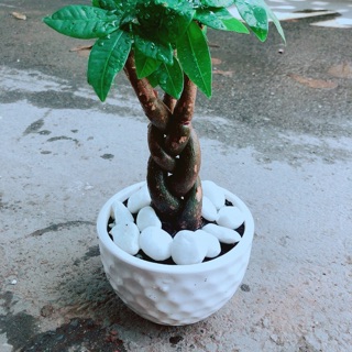 Chậu Kim Ngân Thắt Bính 3 Thân