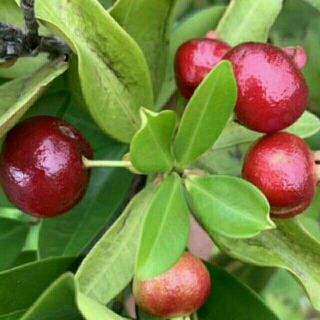 Cây giống chery brazin chịu nhiệt tốt