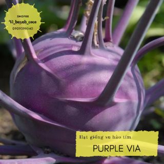 Hũ 1gram Hạt giống su hào tím Purple Via hữu cơ Mỹ dễ trồng ít xơ chịu nhiệt tốt giòn ngọt