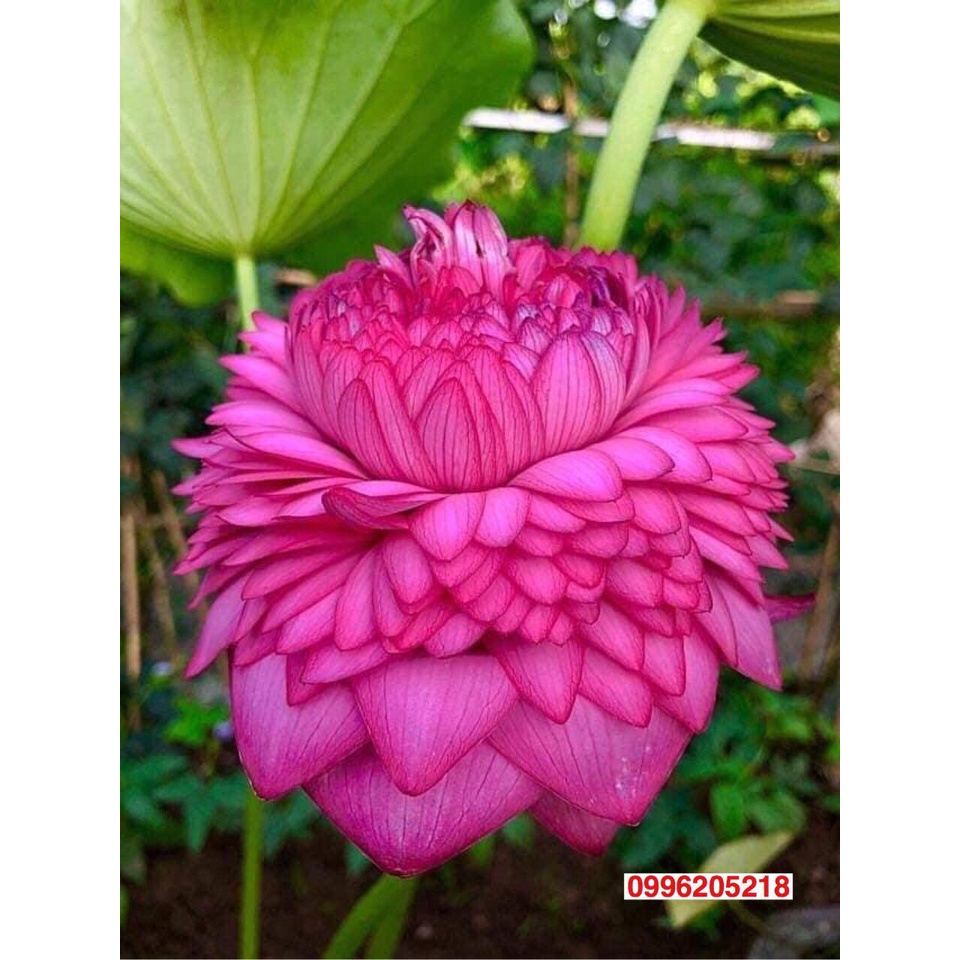 Củ Sen Thái Giống- 12 Loại- cho hoa sau tầm 1 tháng trồng