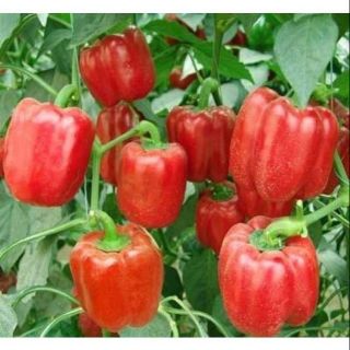 Hạt giống ớt chuông đỏ