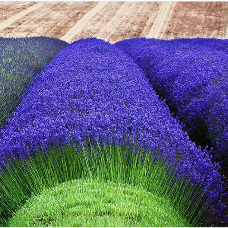 Hạt Giống Hoa Oải Hương tím ( Lavender) 50 hạt/gói