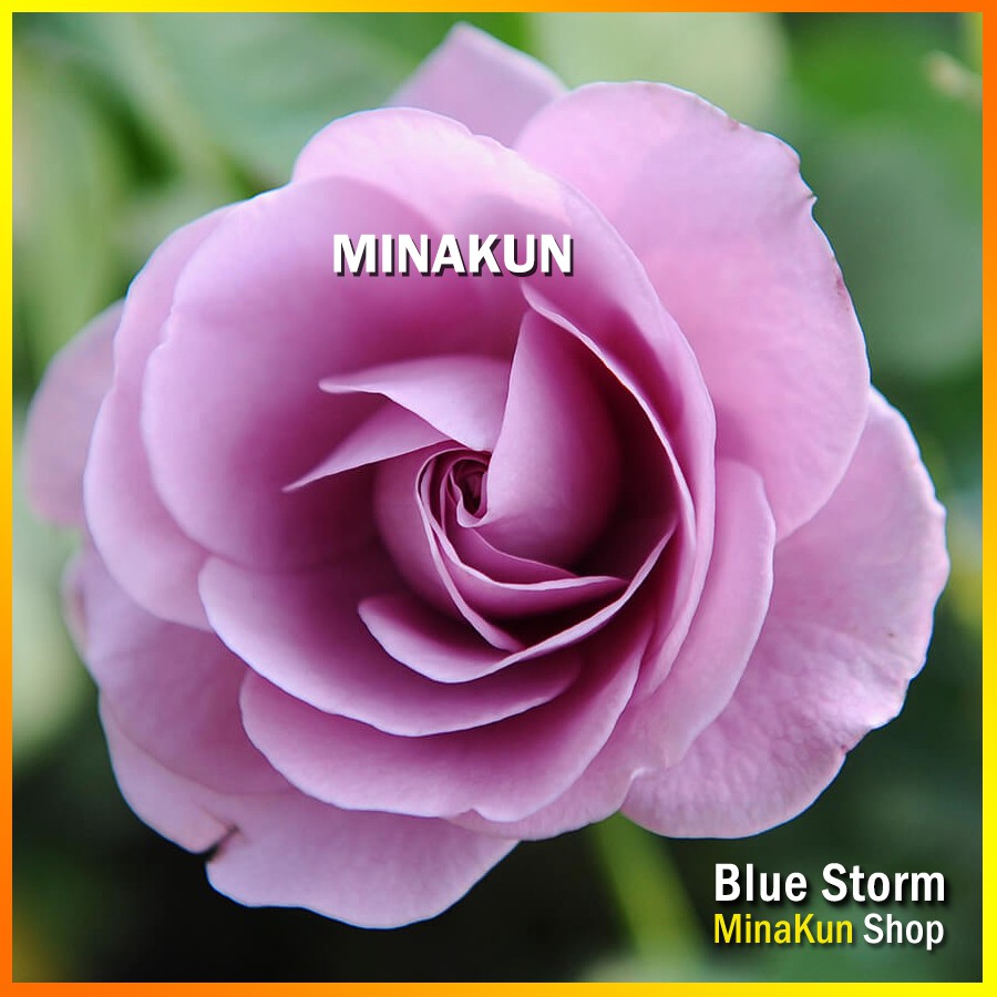 Hoa hồng ngoại Blue Storm Rose tím cực đẹp - MinaKun Shop