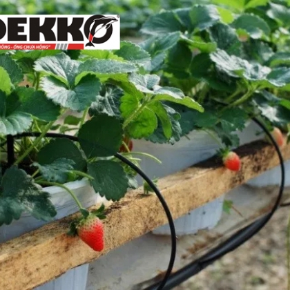 Ống dẫn nước hệ thống tưới nhỏ giọt Dekko LDPE 16mm - 5m - nhà bè agri