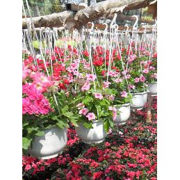 Chậu trồng cây có hoa văn trang trí (màu trắng) 15cm, 20cm, 24cm nội địa Nhật Bản