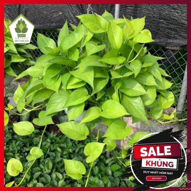 Cây trầu bà rủ size to bán kính 35cm cực nhiều nhánh lá, xanh mướt quanh năm thích hợp trang trí nội thất