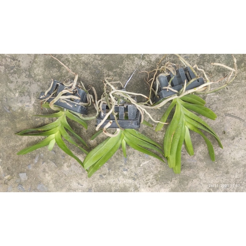 Lan Hoàng Nhạn Thái 4N Hoa Thơm