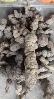 Cao hà thủ ô đỏ nhà làm