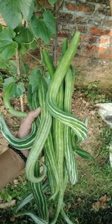 HẠT GIỐNG LẶC LÈ THÁI LAN