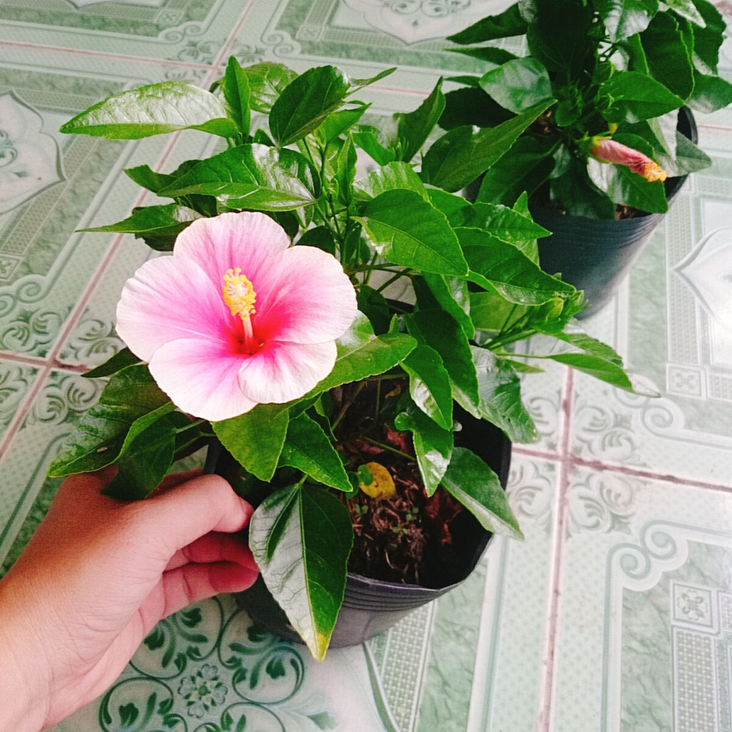 Cây Hoa Dâm Bụt Hồng Viền Trắng - cây cảnh đẹp