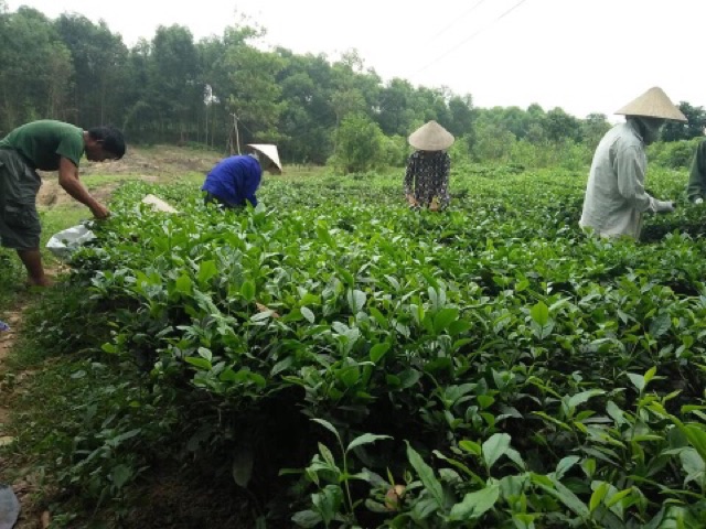 1kg chè tân cương chính hiệu ngon