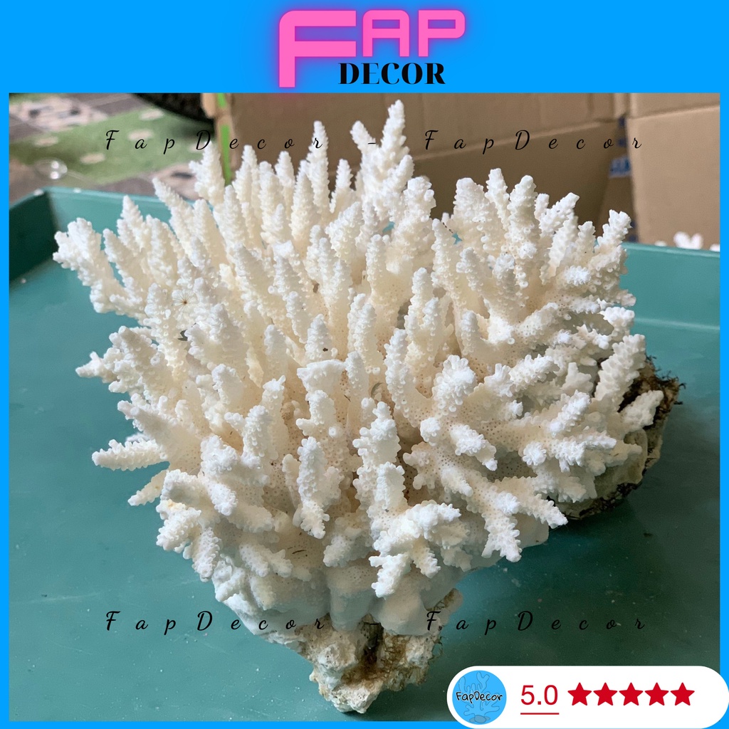 ( 15K 1 CỤC ) BÔNG RẠN BIỂN SAN HÔ PHONG THỦY SIÊU ĐẸP THỜI TRANG DECOR THỦY SINH, TRANG TRÍ NHÀ CỬA ĐẸP