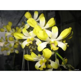 Hoa lan Denro nắng Banana