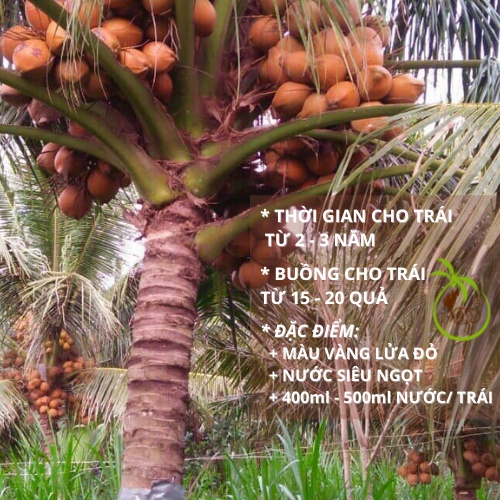 Giống CÂY DỪA XIÊM LÙN MÃ LAI ĐỎ  - tại Bến Tre | Thân Lùn - Siêu Trái - Đạt Tiêu Chuẩn Xuất Khẩu