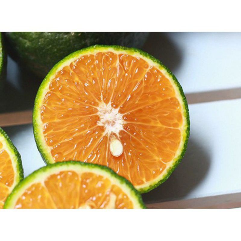 Cây cam 🍊🍊sành