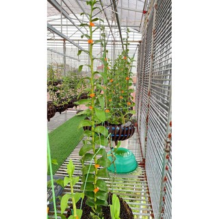 Phi điệp - giả hạc cánh bầu mắt đỏ