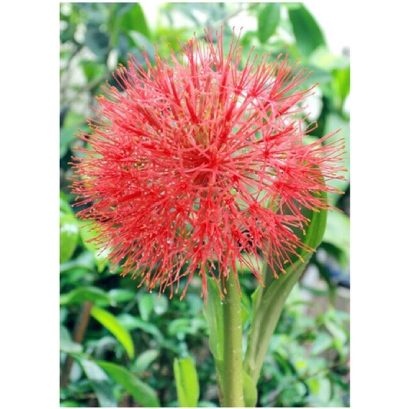 Hồng tú cầu