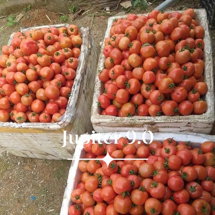 Hạt  cà chua  chịu nhiệt F1 sai quả, năng suất cao, ngọt