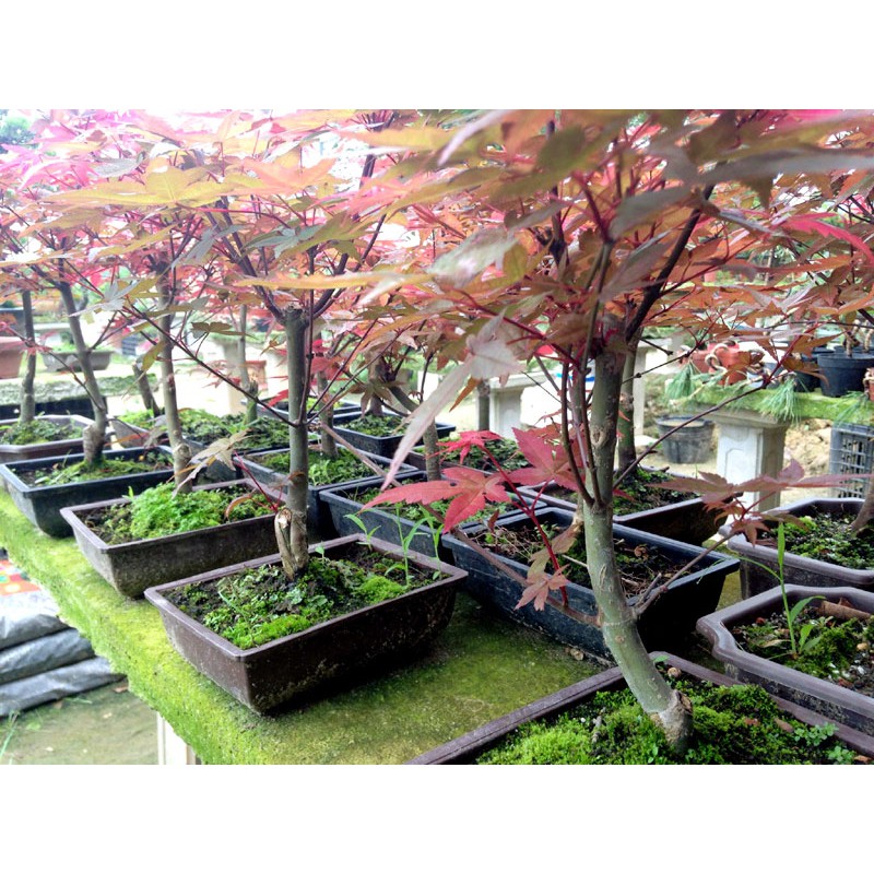 Hạt giống cây phong lá đỏ - tặng kèm 1 gói hạt giống ngẫu nhiên