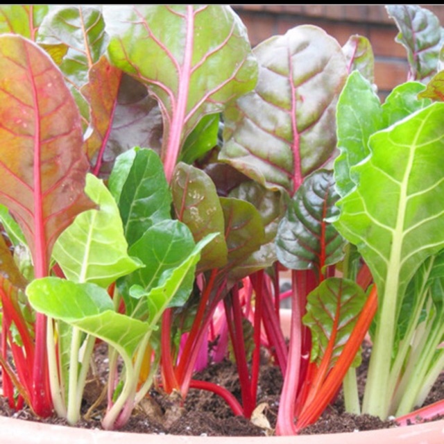 Hạt giống cải cầu vồng