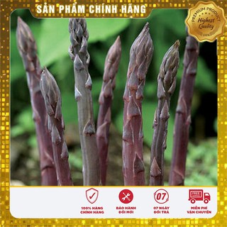 Hạt Giống Măng Tây Tím 10 hạt