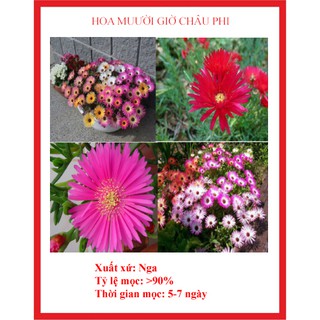 30 Hạt giống hoa mười giờ nam phi f1 ( cúc cầu vồng) lên mầm cúc tốt