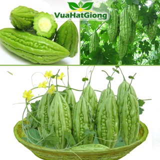 Hạt Giống Khổ Qua Lai F1 Siêu Năng Suất 2gr