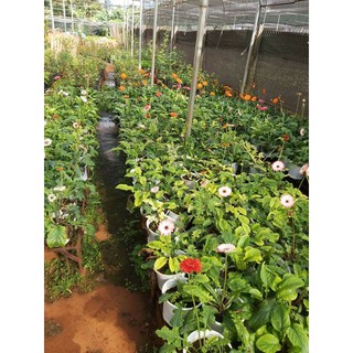 hoa đồng tiền nguyên chậu đủ màu