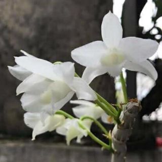 Trầm trắng cây giống