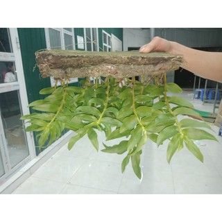 Lan phi điệp 5CT 1 KIE 16-20CM