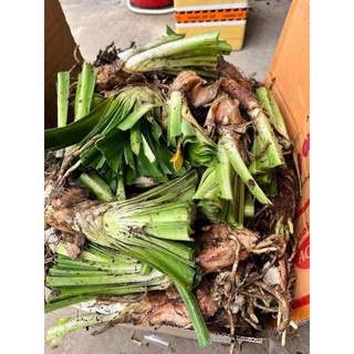 CÂY GIỐNG HOA THANH ANH ( tình  yêu)