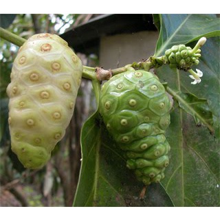 50 Hạt giống trái nhàu